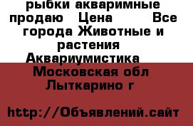 рыбки акваримные продаю › Цена ­ 30 - Все города Животные и растения » Аквариумистика   . Московская обл.,Лыткарино г.